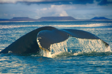Naklejka premium Whales in the Pacific ocean