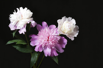 Three peonies with leaves on a black background. Place for ideas.
