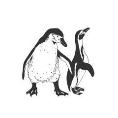 Couple of penguins. Vector illustration