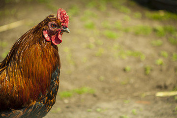 Hen