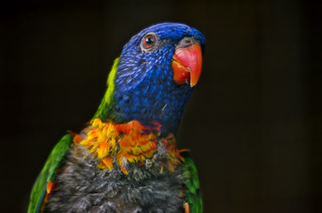 Close Up of Rainbow Lorikeet