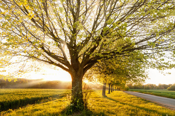 Sunset through a line of rural trees