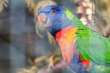 Rainbow Lorikeet Background