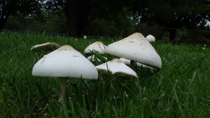 stroms 