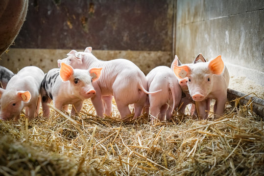 Schweinezucht - kleine, bunte Saugferkel im eingestreuten Ferkelstall,