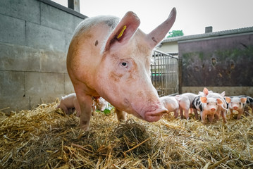 Bio-Schweine, Muttersau mit Saugferkeln im Outdoor Strohstall © Countrypixel