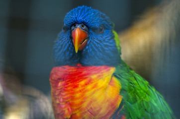 Angry Rainbow Lorikeet