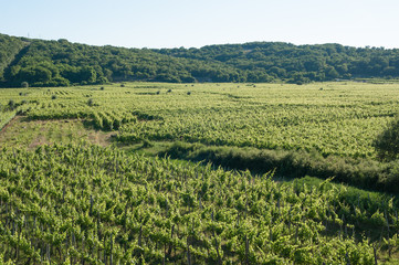 Fototapeta premium View of the vineyards of Vrbnik, Krk Island