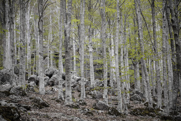 Gray Forest