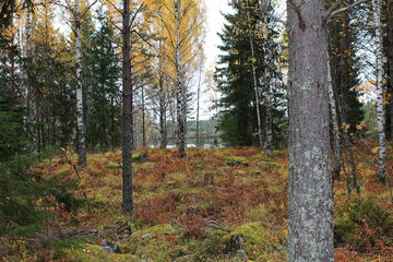 Autumn in the Bergslagen forest of Sweden