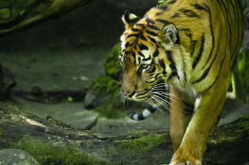 Obraz na płótnie Canvas Sumatran Tiger