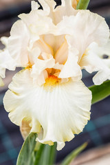 Fototapeta na wymiar Beautiful multicolored iris flower.
