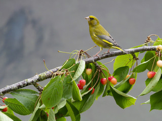 Greenfinch, Chloris chloris
