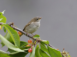 House sparrow, Passer domesticus