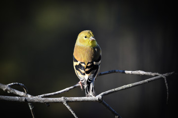 Goldfinch