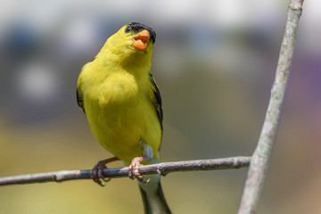 goldfinch