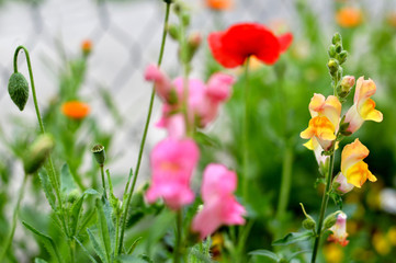 Summer flowers in the garden