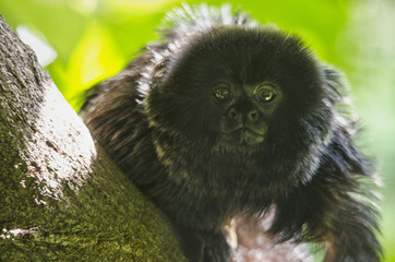 Portrait of a Monkey