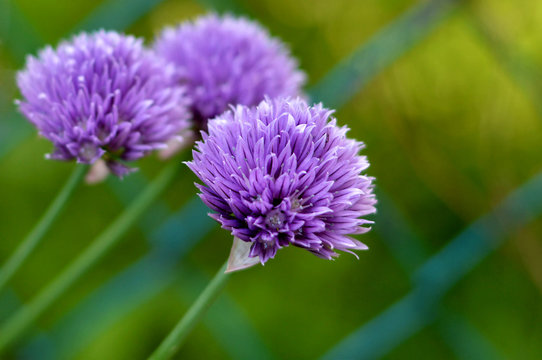 Chive flowers close up
