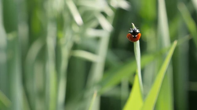 Shallow DOF ladybird on the grass 4K 2160p 30fps UltraHD footage - Red Coccinellidae beetle close-up 3840X2160 UHD video