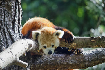 Red Panda Sitting in Tree