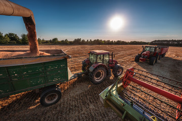 Combine harvester agriculture machine harvesting golden ripe wheat field © ValentinValkov