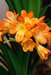 Fototapeta premium Clivia (Clivia) is a genus of perennial evergreen herbaceous plants of the family Amaryllidaceae (Amaryllidaceae).