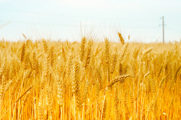 Summer harvest wallpaper wheat ears yellow sunny photo