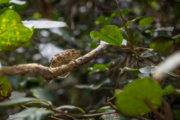 Chameleon eating an insect in a tree