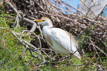     Western Cattle Egret, Bubulcus ibis, bird put on a branch of tree 