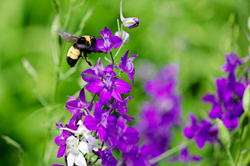 Bee and flowers 