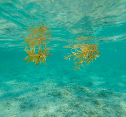 Fototapeta na wymiar Drifting seaweeds