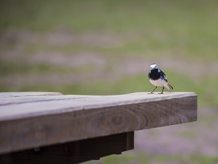 Pied Wag Tail