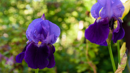Purple Gladiolus flower closeup