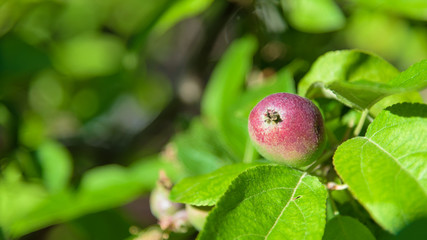 Apple red Orchard closeup