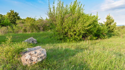 Summer dawn in forest landscape