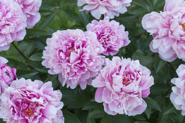 Blooming Peonies in Summer