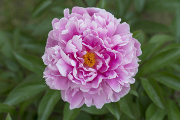 Blooming Peony in Summer