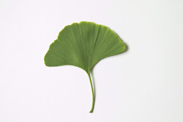 Fototapeta premium Ginkoblatt