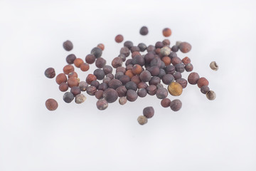 Black Mustard Seeds - Brassica nigra