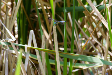 Dragonfly on Reeds