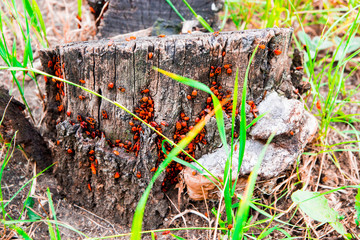 Accumulation of beetles on the tree stump.