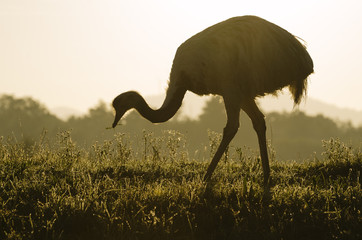 Emu