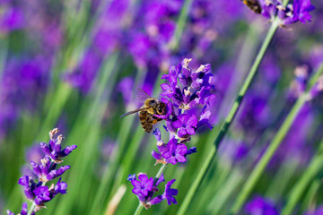 The bee collects pollen from lavender
