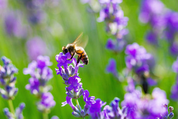 The bee collects pollen from lavender