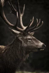 Peel and stick wall murals Grey 2 Stag III