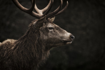 Stag IV