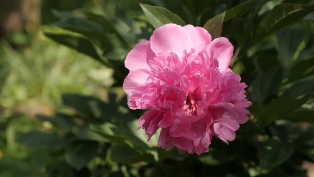 Shallow DOF Pink Parfait peony plant 4K 2160p 30fps UltraHD footage - Close-up of Paeonia lactiflora garden bush flower 3840X2160 UHD video