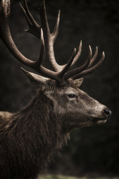 Fototapeta Stag III