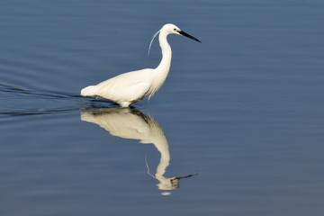 Aigrette garzette,.Egretta garzetta, Little Egret,